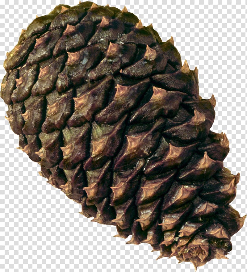 Coulter pine Conifer cone Conifers Baeospora myosura Cedar, Pine cone transparent background PNG clipart
