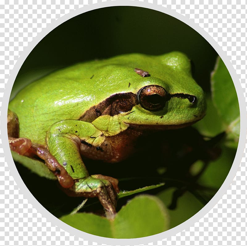 Pays d\'Auge Nature et Conservation Fauna Tree frog Natural heritage, nature conservation transparent background PNG clipart