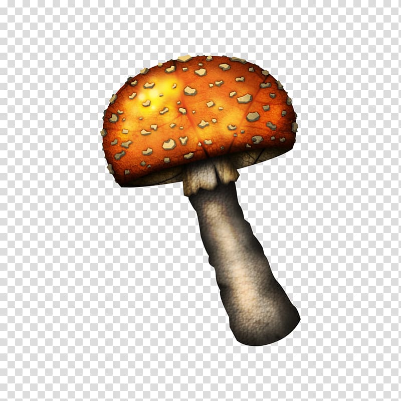 Edible mushroom Computer Icons , fungi transparent background PNG clipart