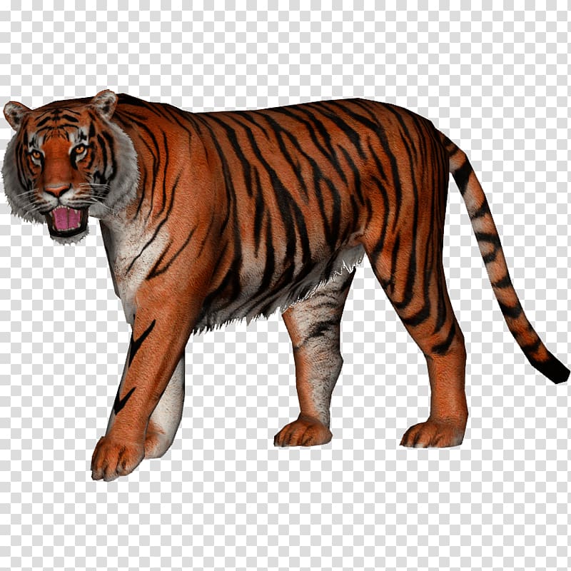 Jaguar Felidae Bengal tiger Javan tiger Siberian Tiger, tiger transparent background PNG clipart