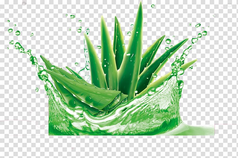 Aloe vera Gel Water Plant Skin, Watercolor Succulent plant transparent background PNG clipart