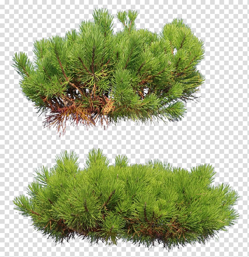 Tree Pine Conifers , pine tree transparent background PNG clipart