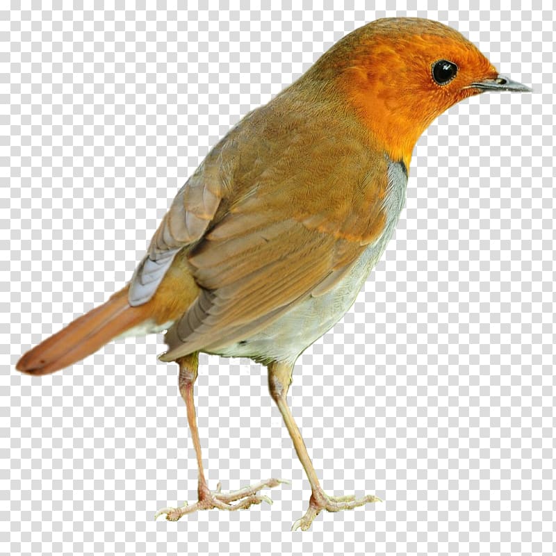 European robin American Sparrows, jaipur transparent background PNG clipart