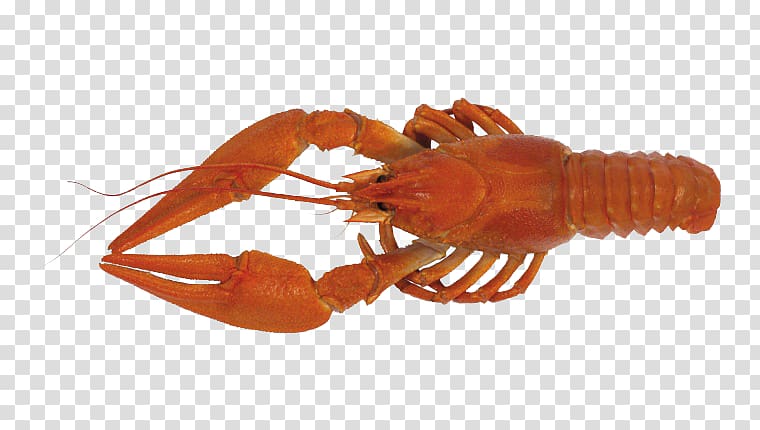 Crayfish as food Lobster , Lobster transparent background PNG clipart