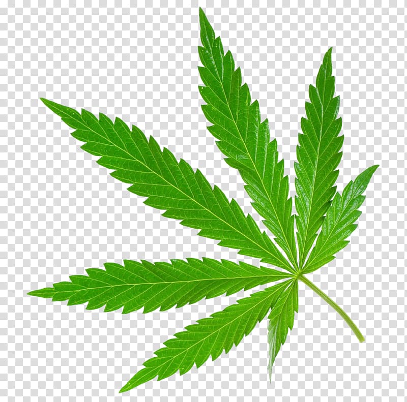 a piece of marijuana leaves transparent background PNG clipart