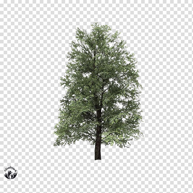 Tilia cordata Tree , tree transparent background PNG clipart