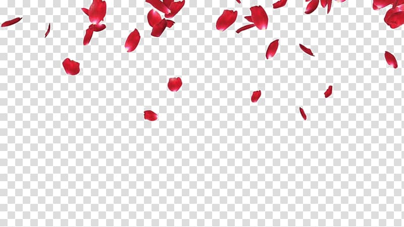 Petal Portable Network Graphics Rose Flower , rose transparent background PNG clipart