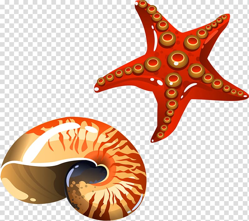 Cartoon Sea snail, Conch starfish transparent background PNG clipart