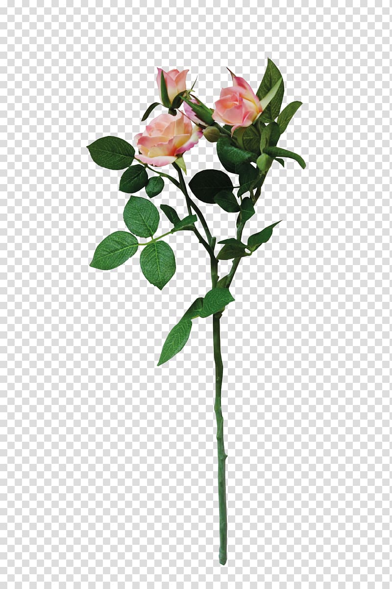 Chinese rose transparent background PNG clipart