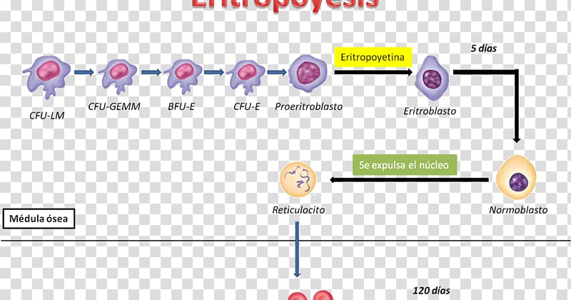 Haematopoiesis Erythropoiesis Human physiology Blood Elementos formes, blood transparent background PNG clipart