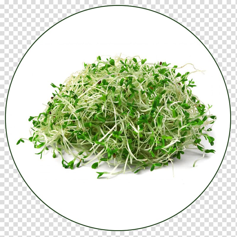 Organic food Sprouting Alfalfa Seed Germination, alfalfa transparent background PNG clipart