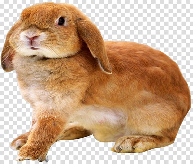 Leporids Holland Lop Miniature Lop Rabbit French Lop, rabbit transparent background PNG clipart