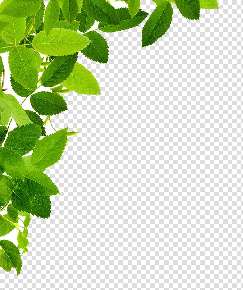 Leaf , Leaf Frame transparent background PNG clipart