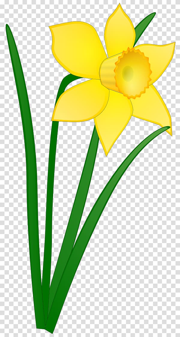 Daffodil Free content Scalable Graphics , Daffodil Cartoon transparent background PNG clipart