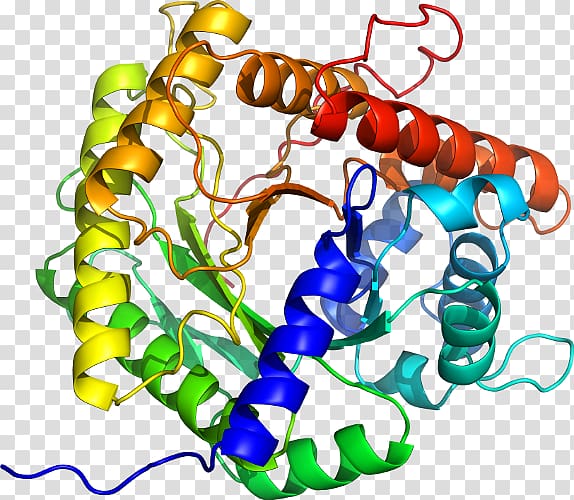 Acetylcholinesterase Butyrylcholinesterase Structure, others transparent background PNG clipart