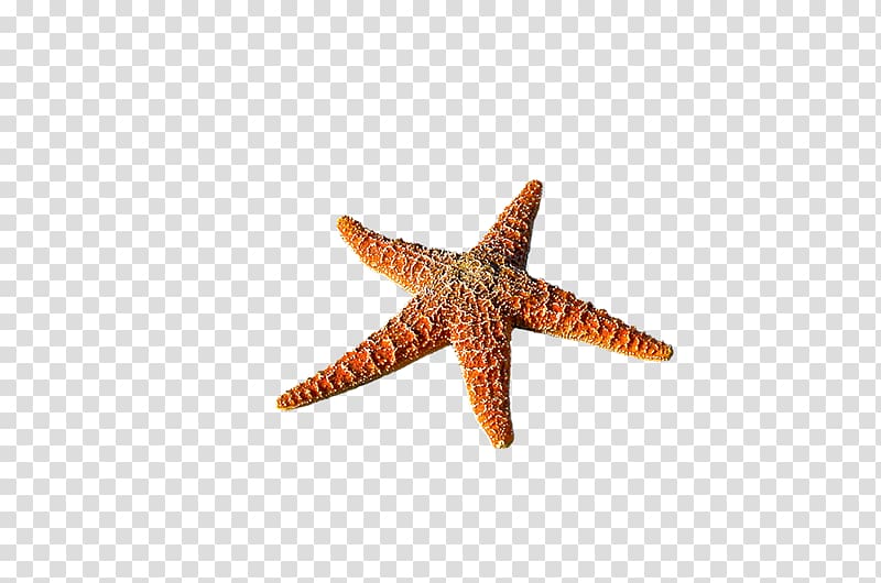 Starfish Beach Seaside resort Vacation rental, Gg transparent background PNG clipart