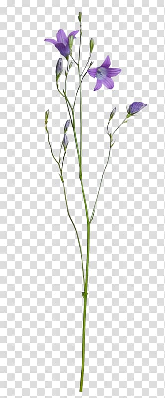purple bell flowers illustration, Floral design Purple Flower, Beautiful plant transparent background PNG clipart