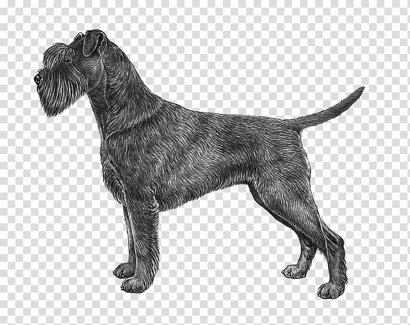 Boxer Vizsla Maltese dog Drawing, others transparent background PNG clipart