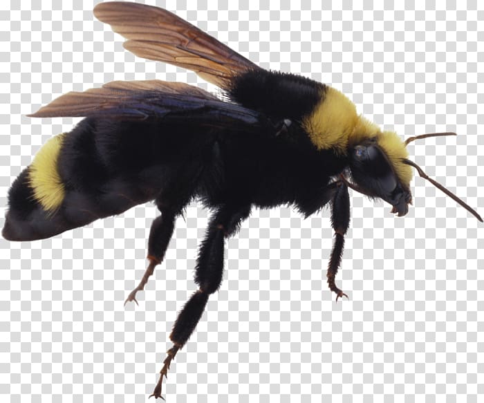 Bumblebee Hornet Insect, bee transparent background PNG clipart