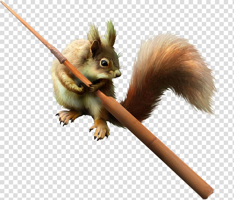 Chipmunk Tree squirrel Eastern gray squirrel, dw transparent background PNG clipart
