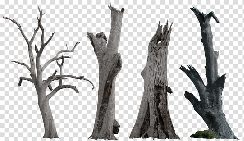 gray tree trunks, Tree Snag , Dead Tree transparent background PNG clipart