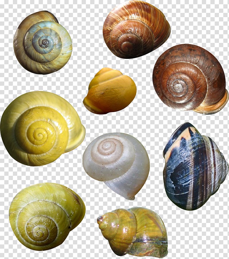 Lymnaeidae Conchology Snail, Lovely snail transparent background PNG clipart