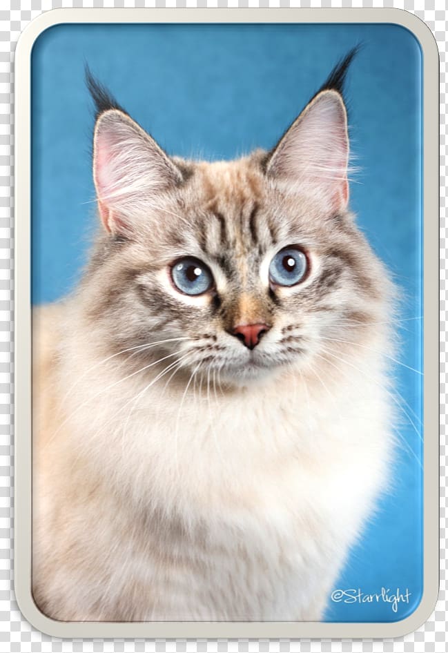 Siberian cat Asian Semi-longhair Birman American Bobtail Ragdoll, maine coon persian cat transparent background PNG clipart