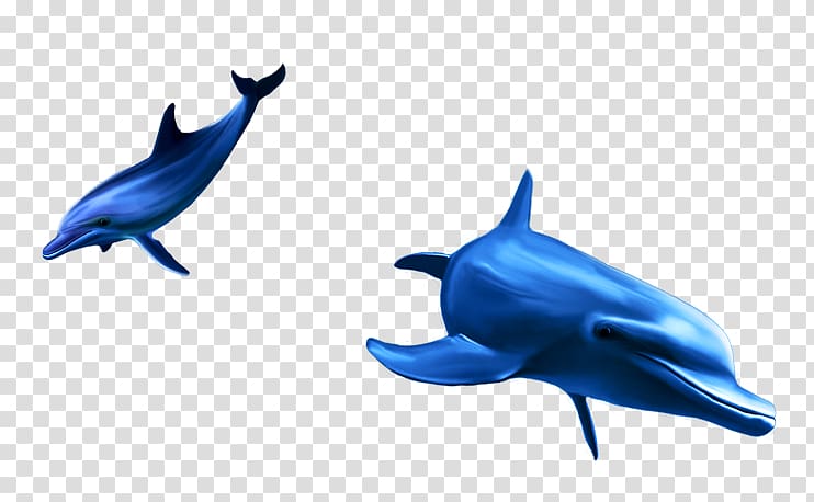 Common bottlenose dolphin Tucuxi Short-beaked common dolphin, dolphin transparent background PNG clipart