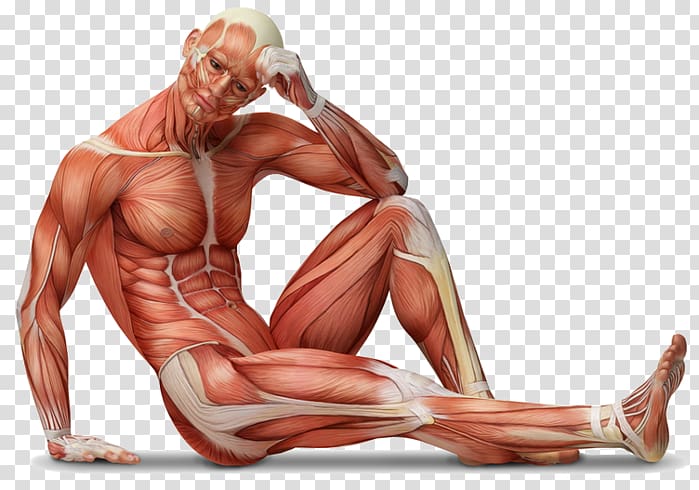 Human body Anatomy Muscle tissue Wall decal, Anatomia 100 Cwiczen Dla Biegaczy transparent background PNG clipart