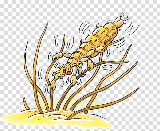 Head louse Pediculosis Insect Hair, others transparent background PNG clipart