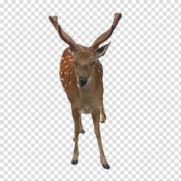 Formosan sika deer ICO Icon, Deer transparent background PNG clipart