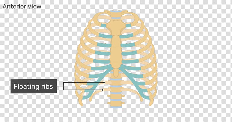 Rib cage Human skeleton Human body Anatomy, Floating Ribs transparent background PNG clipart