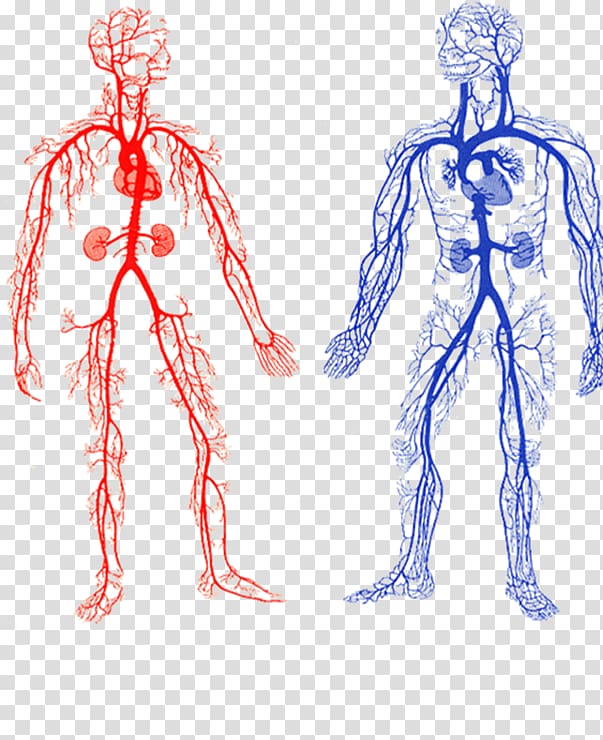 two human veins chart, Arteries and Veins Artery Circulatory system Blood vessel, lining body transparent background PNG clipart