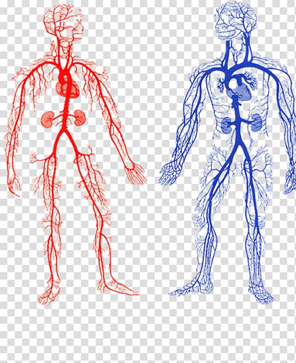 Body Veins Png Two Human Veins Chart Arteries And Veins Artery The Best Porn Website