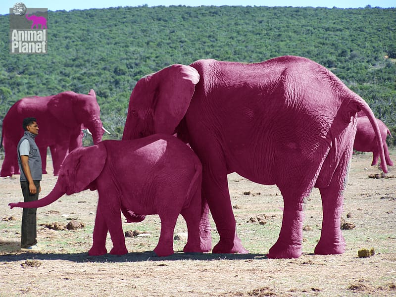Seeing pink elephants Pink Elephants on Parade Elephantidae , elephants transparent background PNG clipart