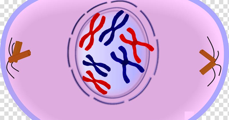 Prophase Mitosis Metaphase Anaphase Meiosis, others transparent background PNG clipart
