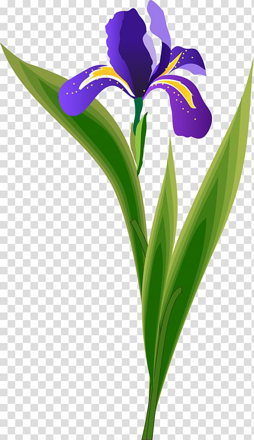 Iris flower data set Iris family Northern blue flag Wall iris k-means clustering, others transparent background PNG clipart