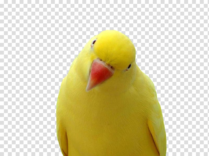 Parrot Bird, parrot transparent background PNG clipart Parrot Bird, parrot transparent background PNG clipart