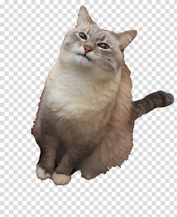 Blini Pancake Cat Imgur, Cat transparent background PNG clipart