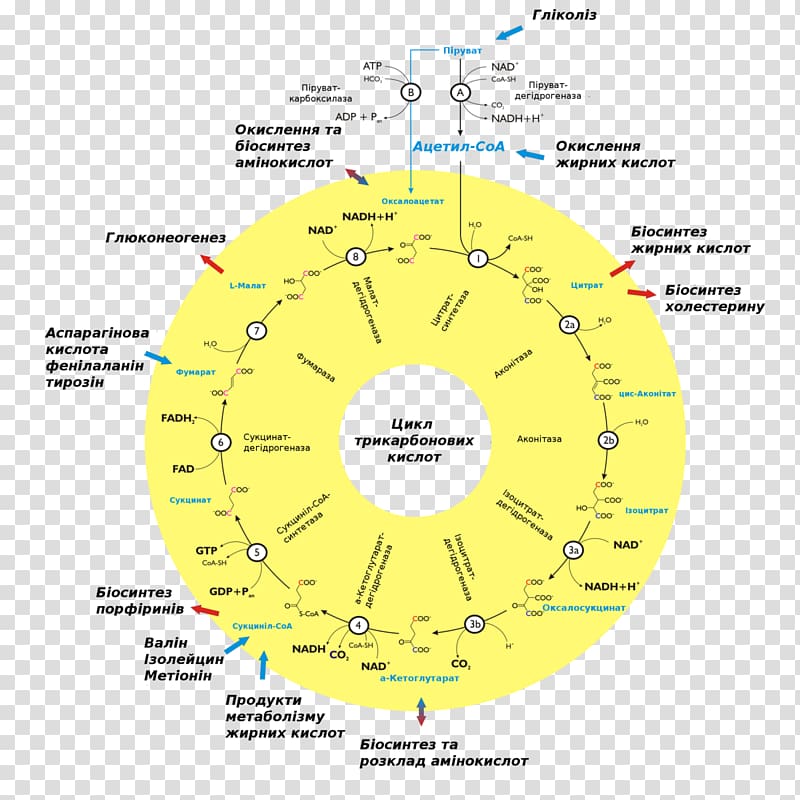 Citric acid cycle Metabolism Biochemistry Cell Biology, others transparent background PNG clipart