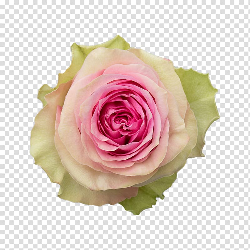 Garden roses Cabbage rose Floribunda Cut flowers Njoro, Kissing Suzy Kolber transparent background PNG clipart