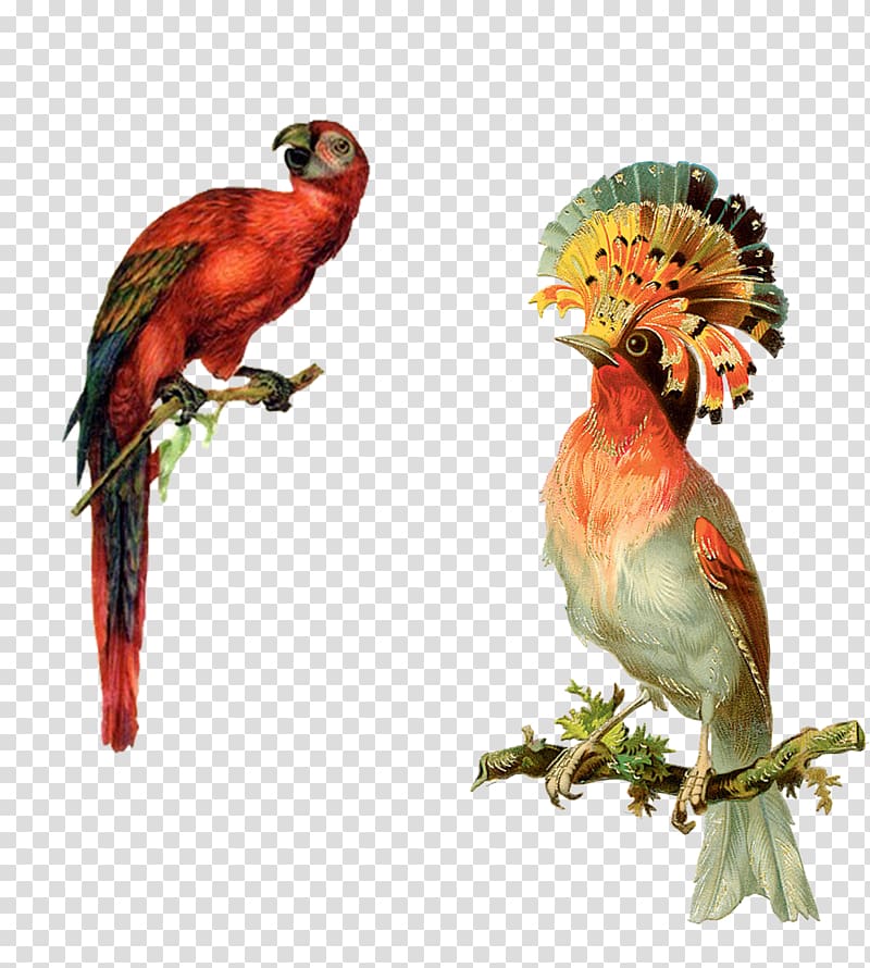two red and gray birds illustration, Bird Parrot Victorian era Illustration, illustration,Two parrots transparent background PNG clipart