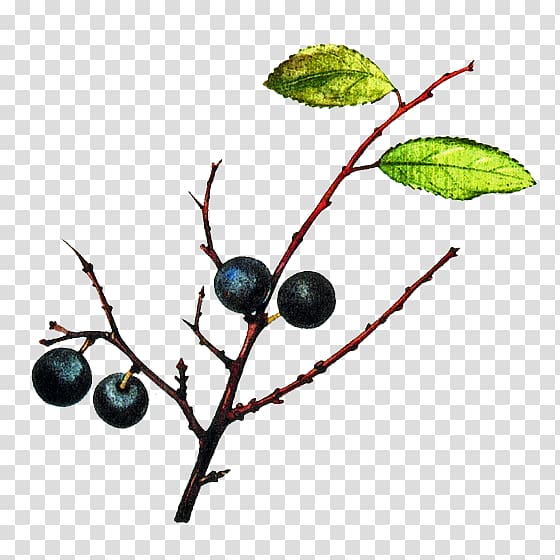 Blackthorn Bilberry Bargnolino Sloe gin Damson, transparent background PNG clipart