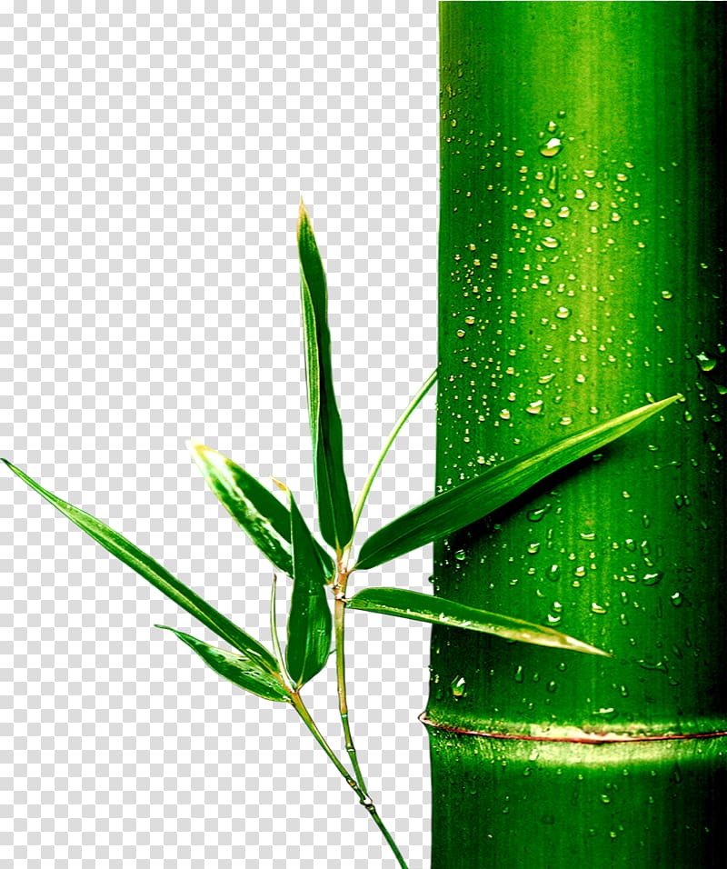 Bamboo Bamboe, bamboo transparent background PNG clipart