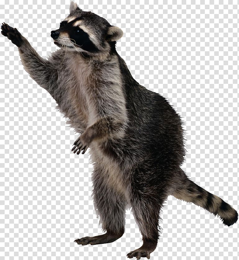 Raccoon Squirrel Skunk, raccoon transparent background PNG clipart