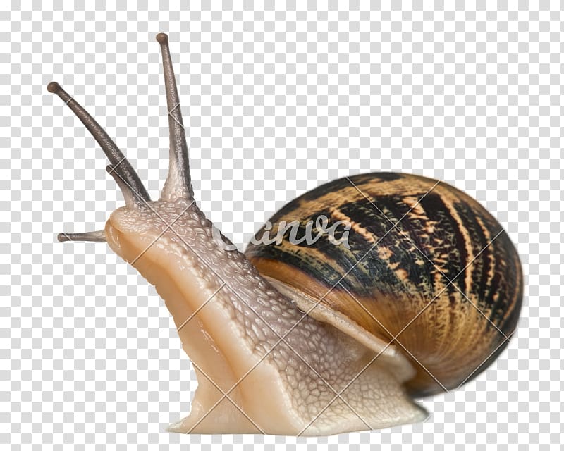 Cornu aspersum Burgundy snail Gastropods Pet, snails transparent background PNG clipart