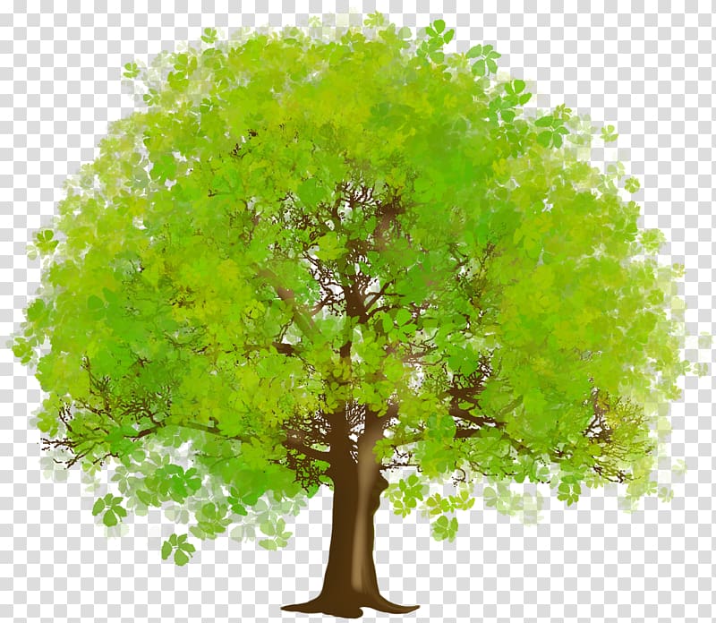 Tree Green , Large Green Tree , green and brown tree transparent background PNG clipart