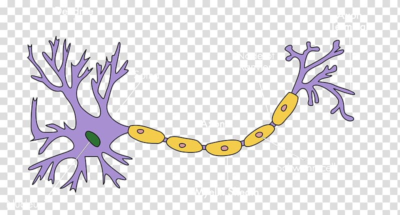 Upper motor neuron Soma Nervous system, Brain transparent background PNG clipart