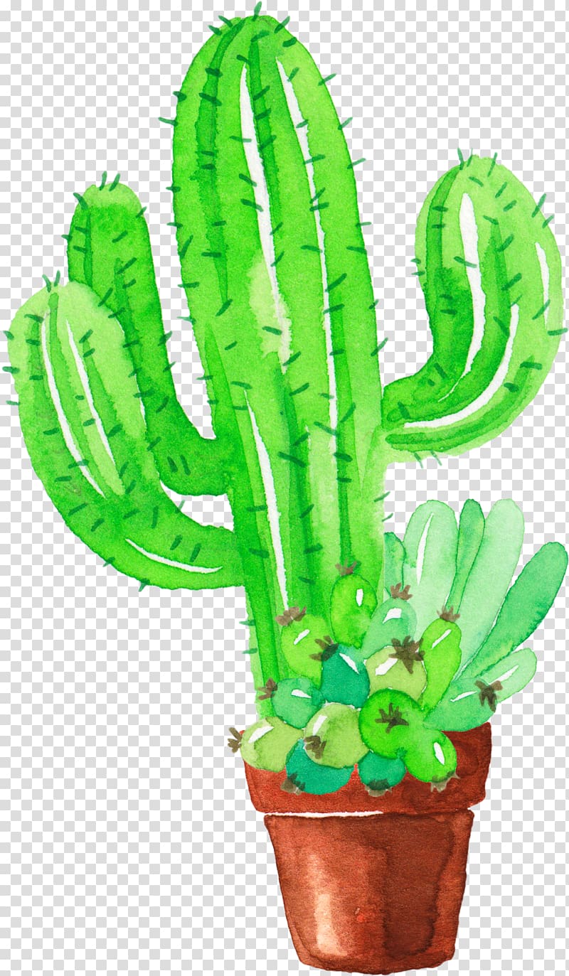green cactus , Cactaceae Watercolor painting Succulent plant Pinaceae, Fresh green hand painted watercolor cactus transparent background PNG clipart