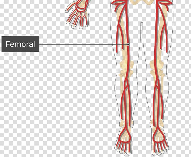 Femoral artery Human leg Arm Vein, arm transparent background PNG clipart